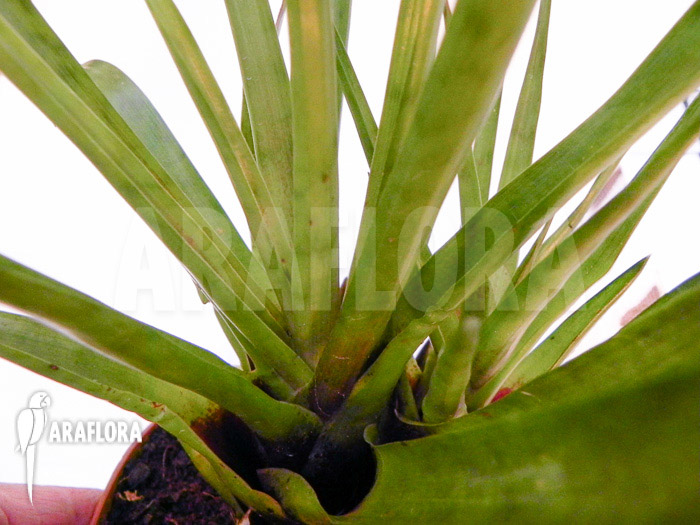 Vriesea lubbersii