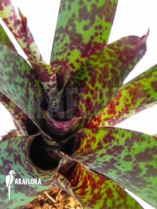 Vriesea pardalina ‘Lacy’