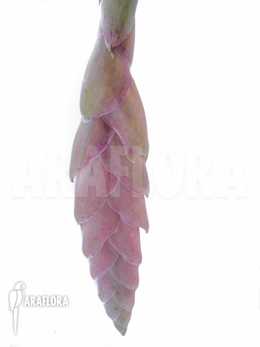 Vriesea pardalina ‘Lacy’