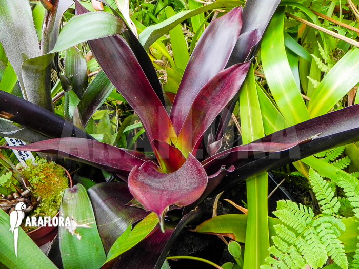 Vriesea sanguinolenta Araflora Bromeliad species
