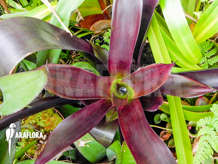 Vriesea sanguinolenta Araflora Bromeliad species