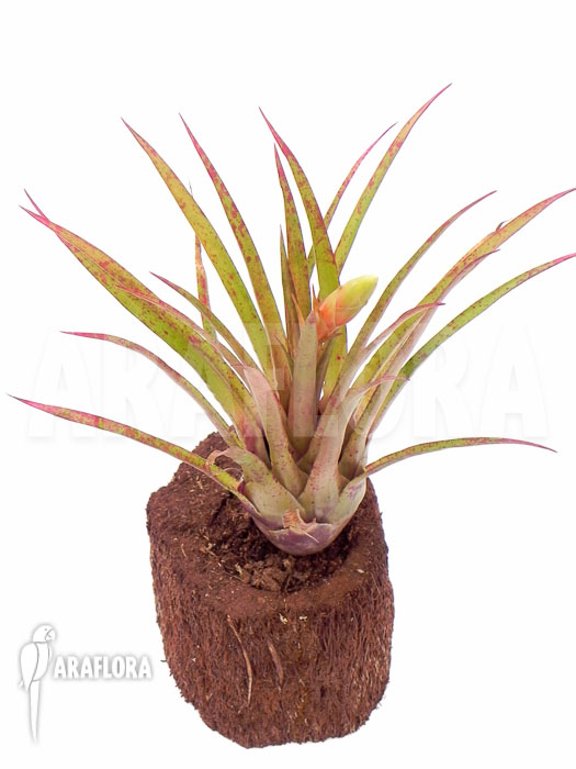 Vriesea species ‘Spotted’