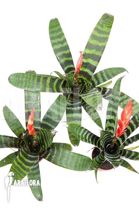 Vriesea splendens triodeal (3x)