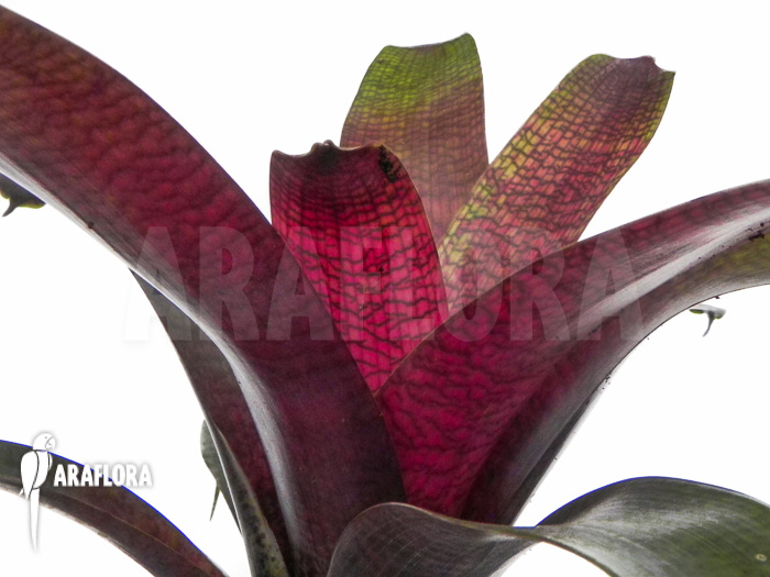 Vriesea x red chestnut