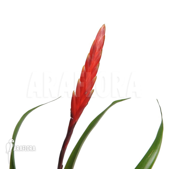 Vriesea x ‘Elan’