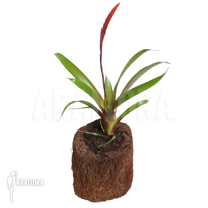 Vriesea x ‘Elan’