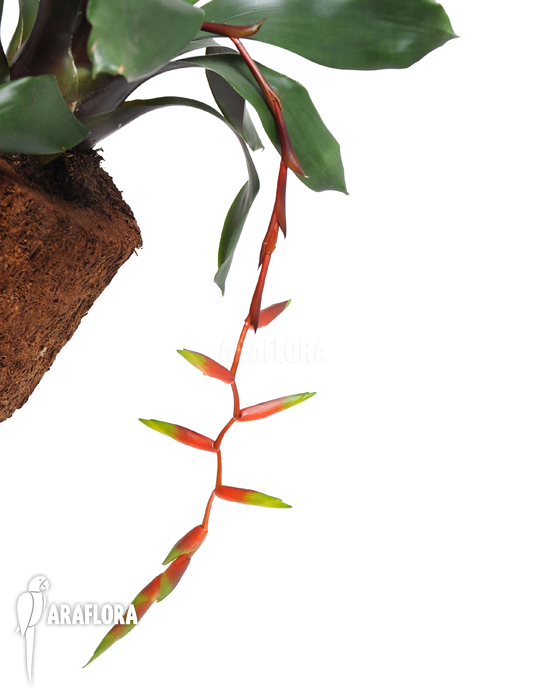 Vriesea x ‘Simplex’