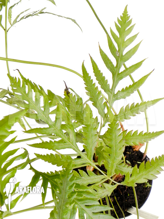 Woodwardia orientalis