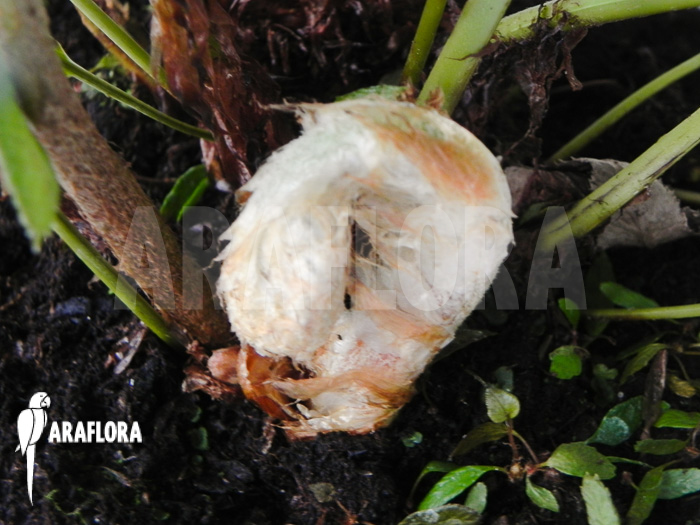 Woodwardia orientalis