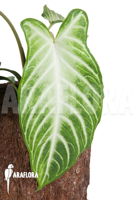 Xanthosoma lindenii ‘M’