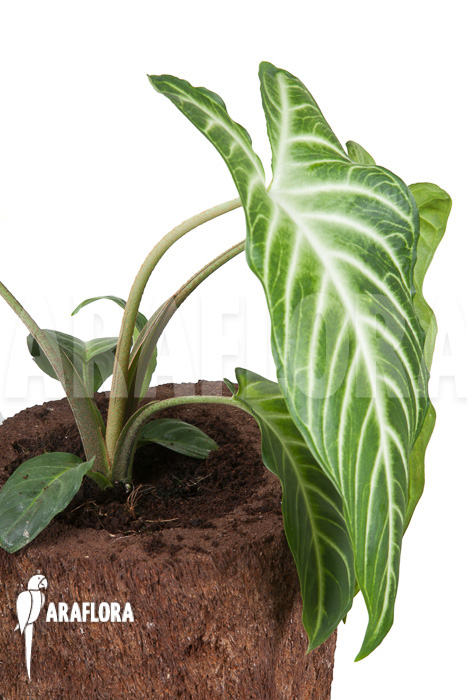 Xanthosoma lindenii ‘M’