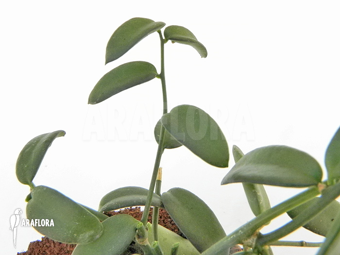 Xerosicyos decaryi