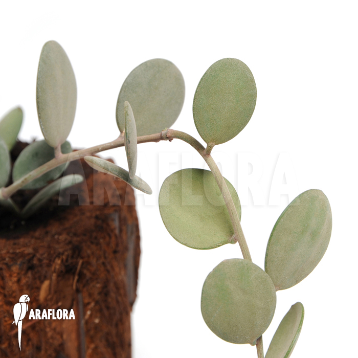 Xerosicyos decaryi ‘Silver dollar plant’