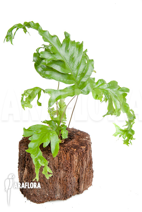 xPhlebosia Nicolas Diamond (Phlebodium x Pyrrosia) ‘Starter’