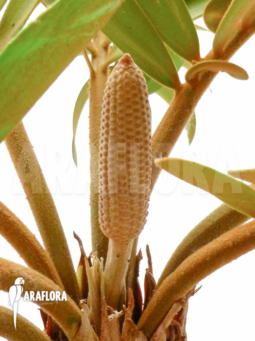 Zamia furfuracea flower