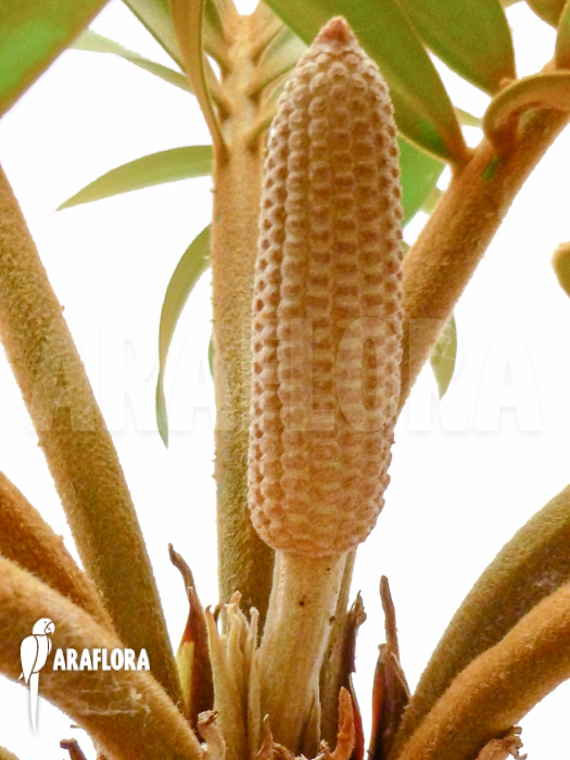 Zamia furfuracea flower