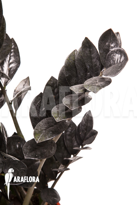 Zamioculcas zamiifolia ‘Raven’