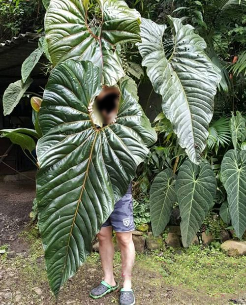Anthurium decipiens ‘example’