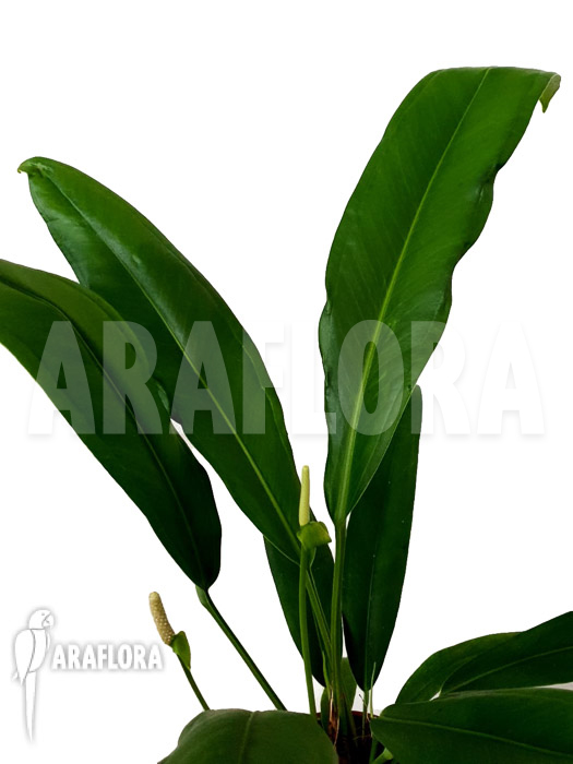 Anthurium bakerii