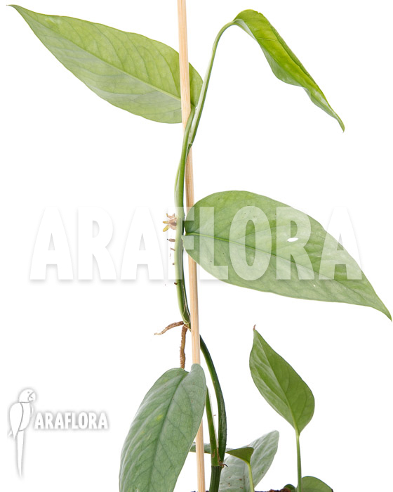 Epipremnum pinnatum Cebu Blue Type B