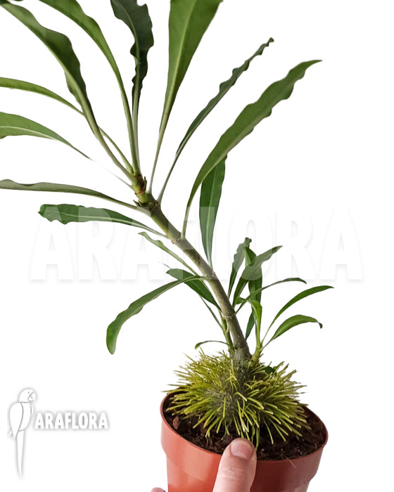 Myrmephytum selebicum L