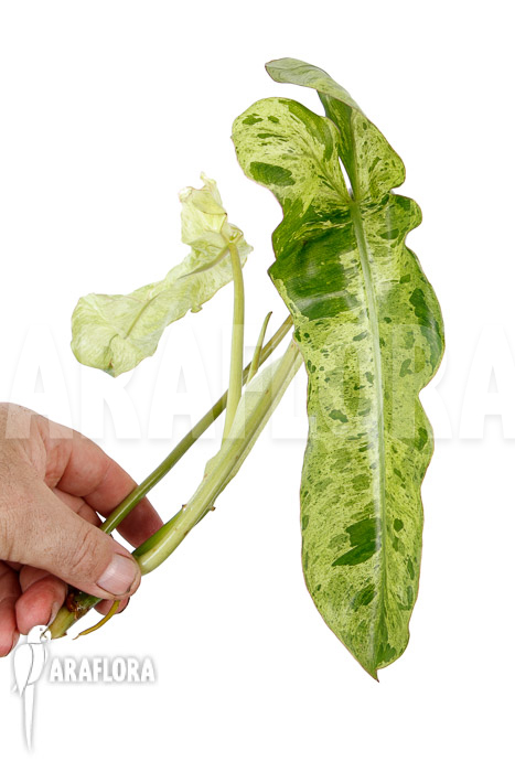 Philodendron Paraiso Verde rooted cutting