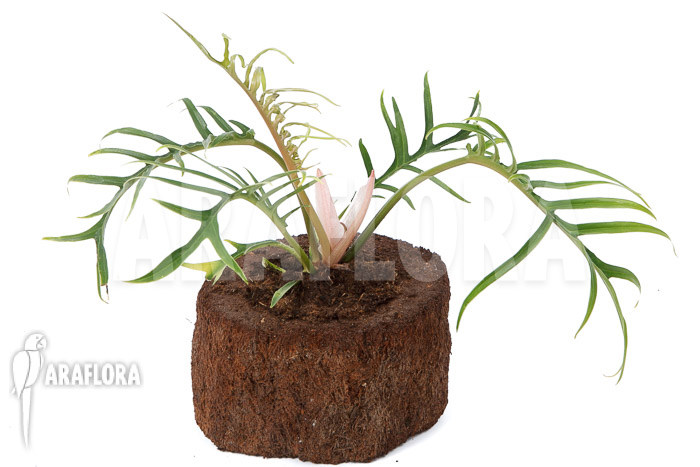 Philodendron polypodioides (tortum) S