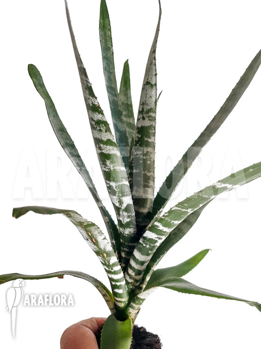 Aechmea chantinii ‘Starter’