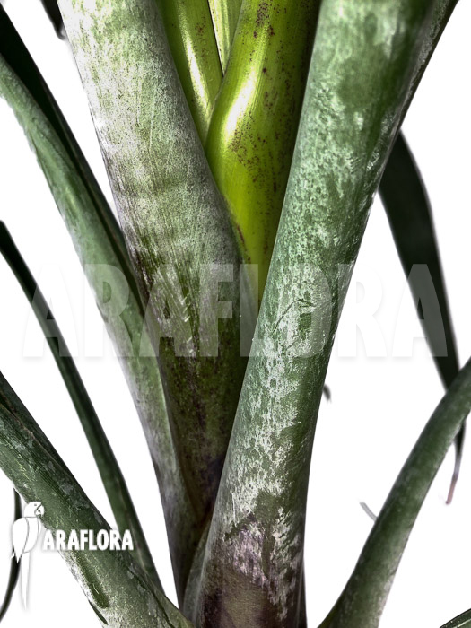 Alcantarea odorata ‘M’