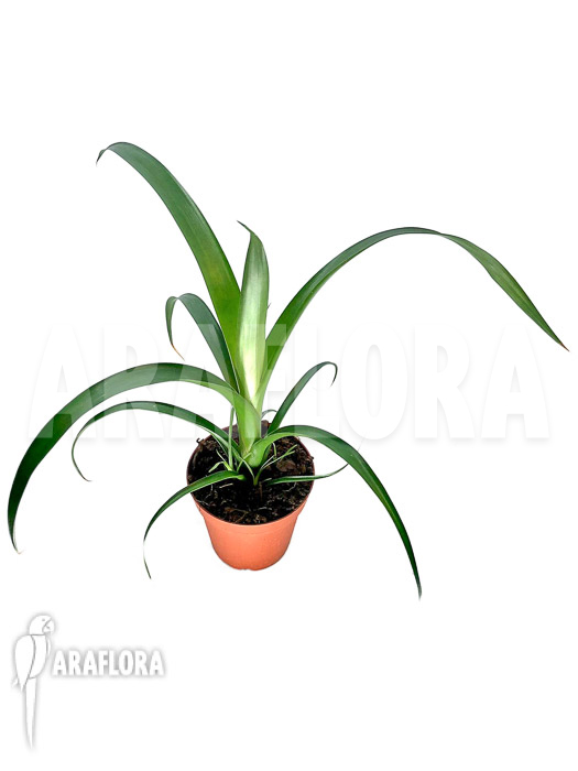 Alcantarea regina ‘M’