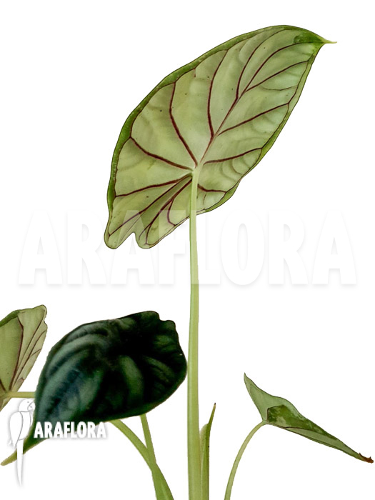 Alocasia baginda ‘M’