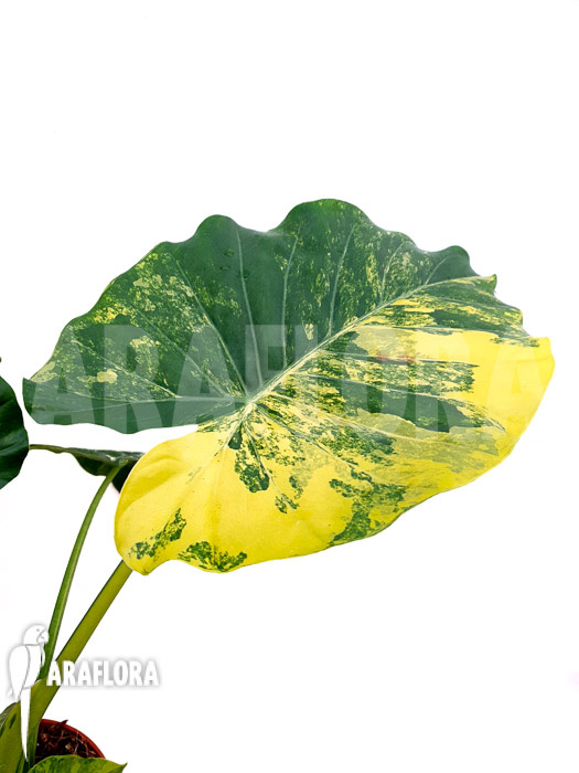 Alocasia gageana variegated