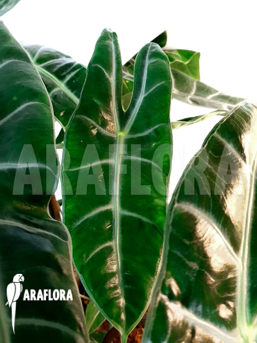 Alocasia longiloba