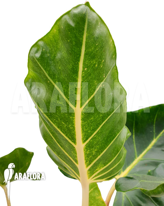 Alocasia macrorrhizos ‘New Guinea Gold’