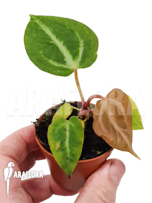 Anthurium crystallinum ‘silver blush’