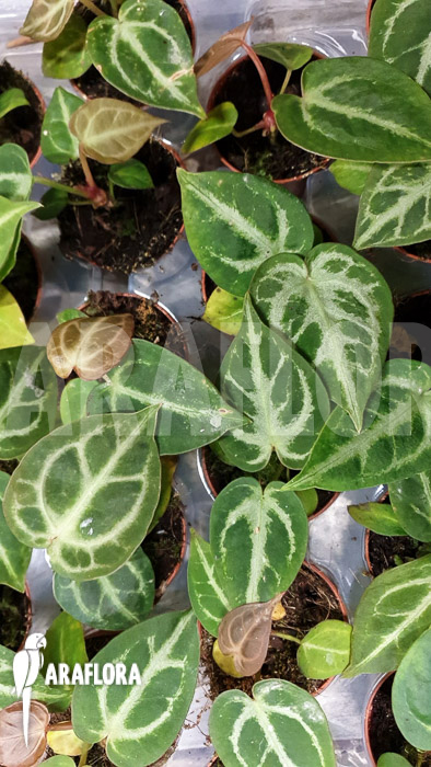 Anthurium crystallinum ‘silver blush’