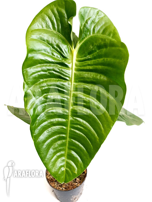 Anthurium veitchii