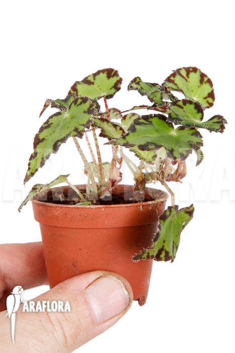 Begonia bowerae