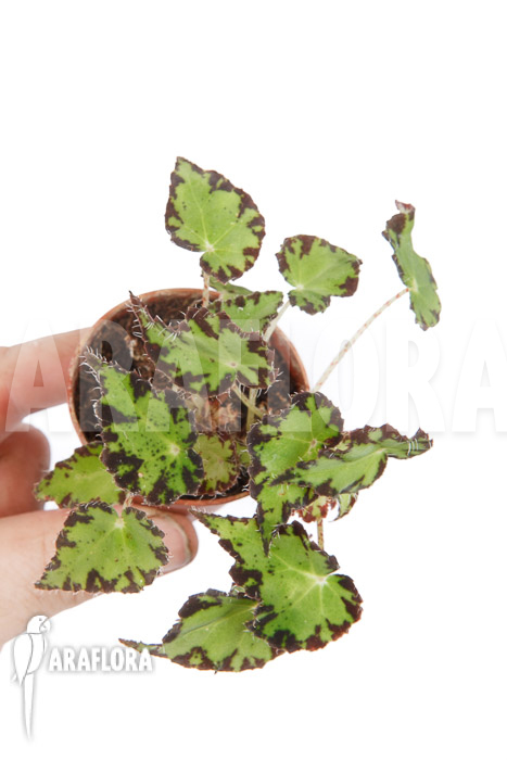 Begonia bowerae
