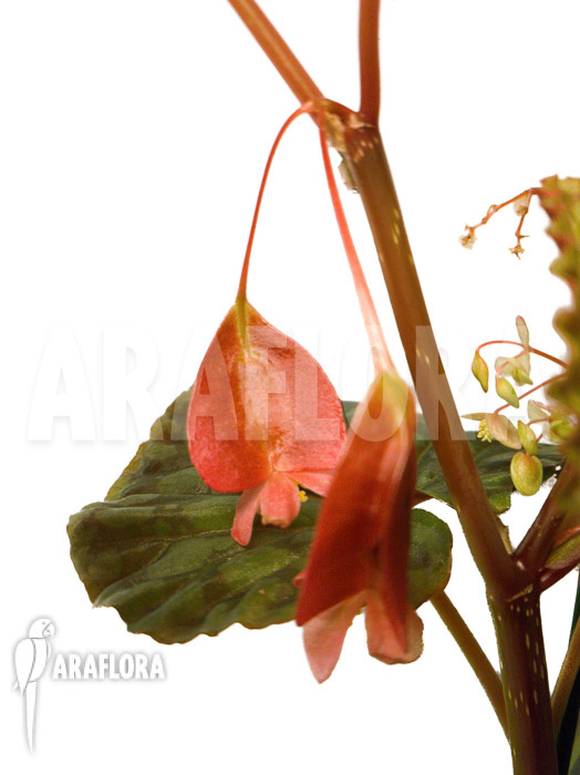 Begonia chlorosticta