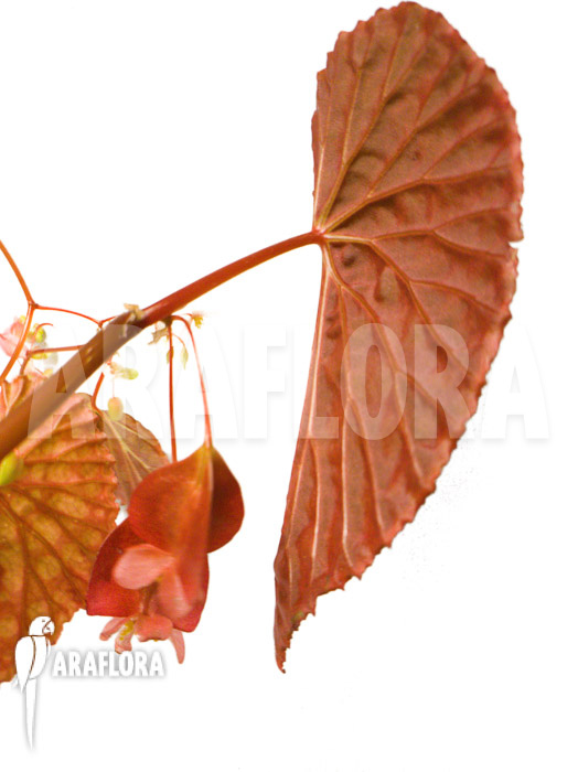 Begonia chlorosticta