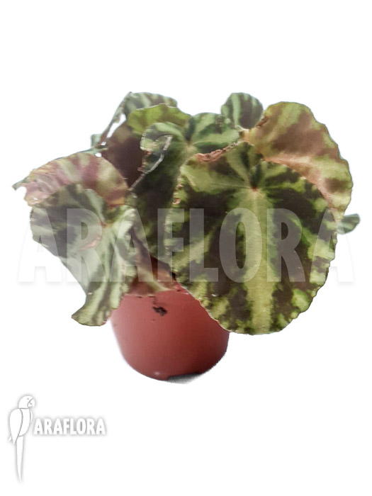 Begonia cleopatrae starter