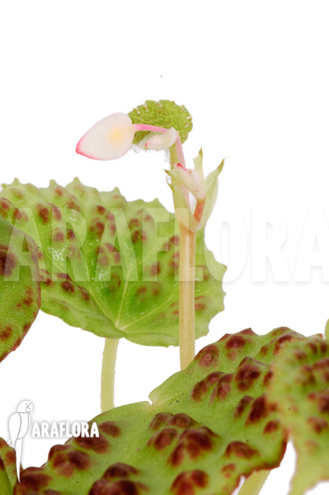 Begonia dracopelta