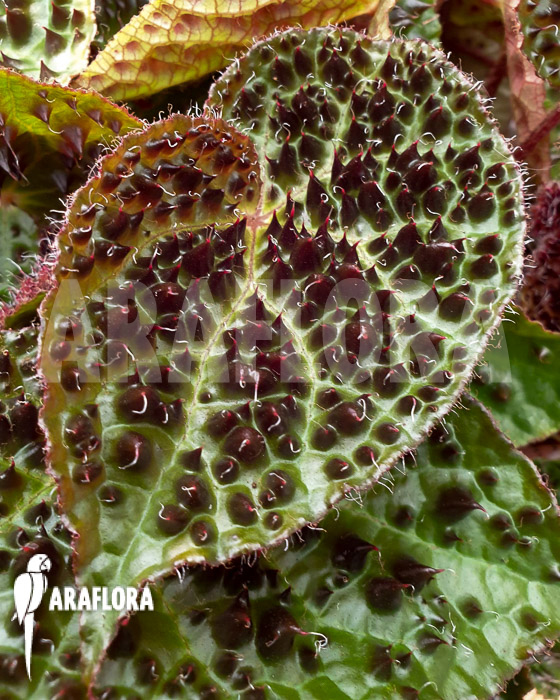 Begonia ferox ‘XL’