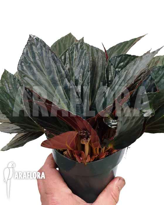 Begonia hatacoa var rubrifolia