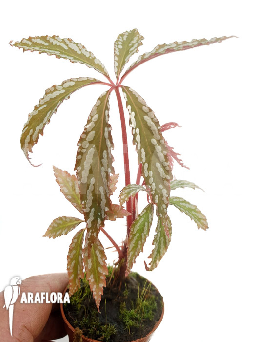 Begonia hemsleyana ‘M’