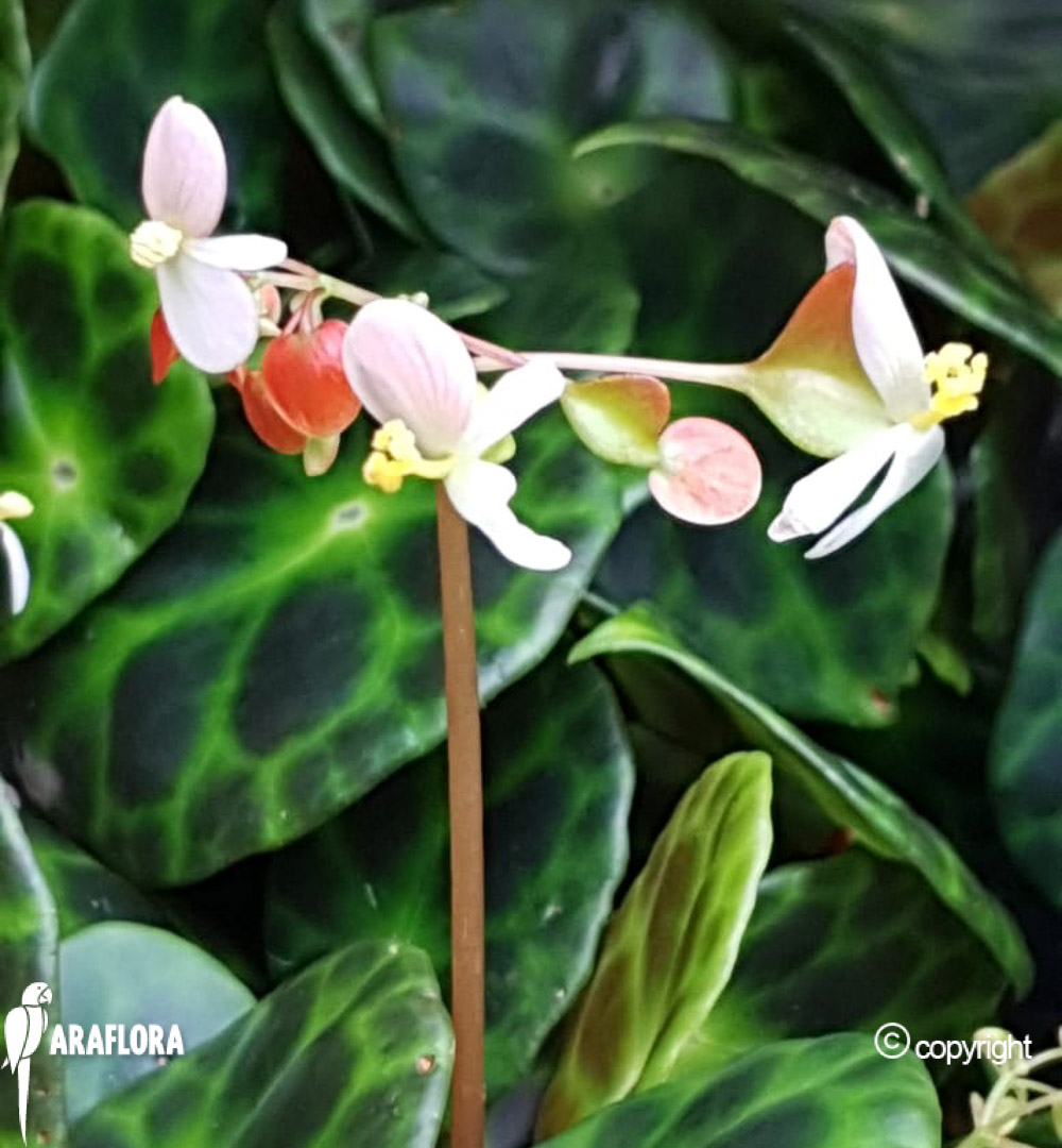 Begonia kingiana-15
