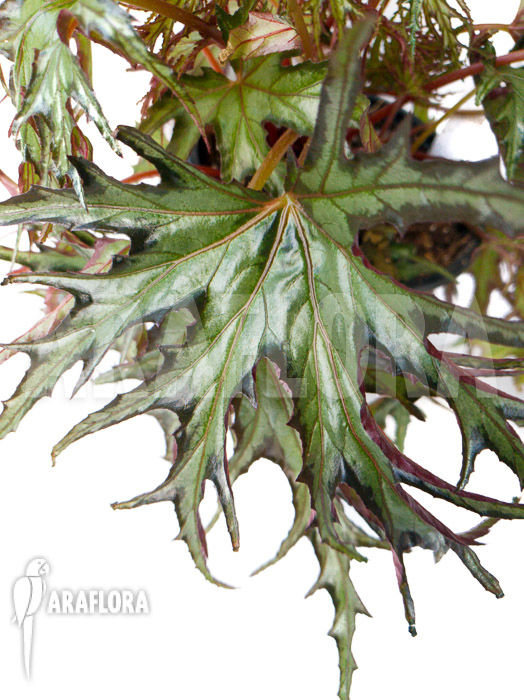 Begonia sp ‘India U614’