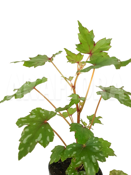 Begonia sp South-Africa