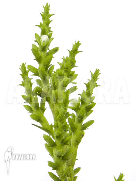 Brocchinia acuminata